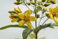 Lysimachia vulgaris